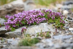 Thymus nervosus