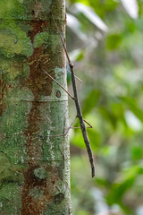 Image of Phanocles costaricensis