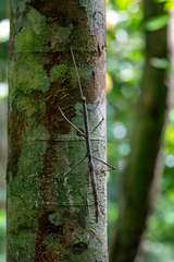 Phanocles costaricensis
