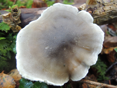 Tricholoma saponaceum — (c) Jamie O'Neill, some rights reserved (CC BY)