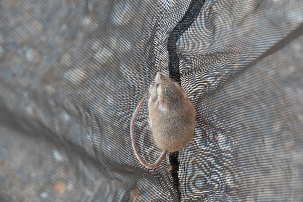 Pleasant Gerbil