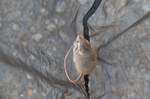 Pleasant Gerbil