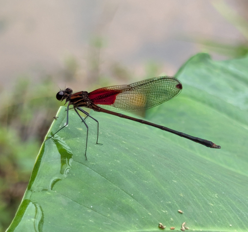 Occisa Rubyspot