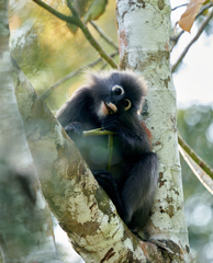 Trachypithecus obscurus