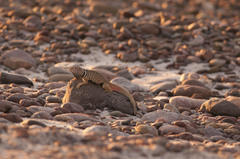 Crotaphytus insularis