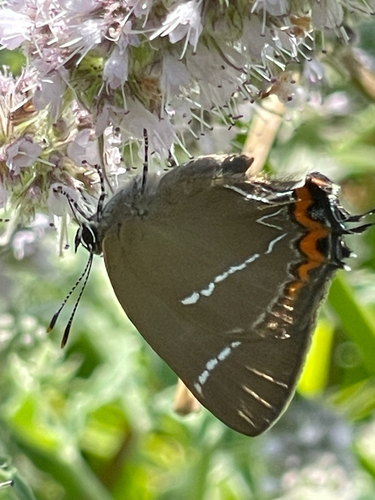 White-letter Hairstreak
