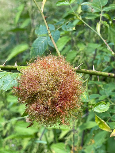 Mossy Rose Gall Wasp