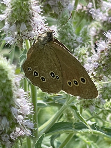 Ringlet