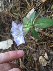 Tripterospermum lanceolatum