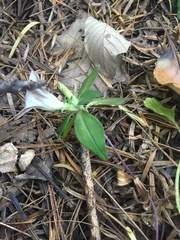 Tripterospermum lanceolatum