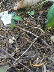 Tripterospermum lanceolatum