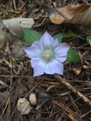 Tripterospermum lanceolatum