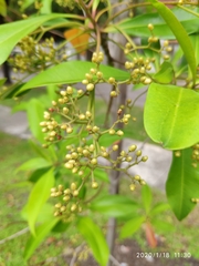Tristaniopsis whiteana