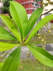 Tristaniopsis whiteana