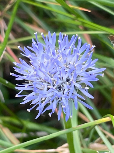 Jasione bulgarica (Jasione bulgarica)