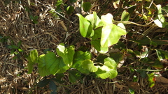 Aristolochia kaempferi