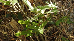Aristolochia kaempferi
