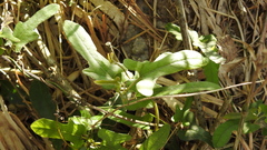 Aristolochia kaempferi