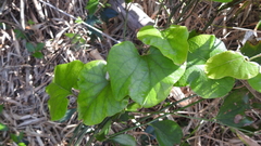Aristolochia kaempferi