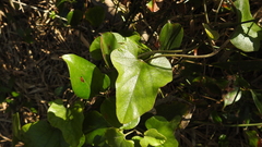 Aristolochia kaempferi