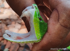 Trimeresurus insularis