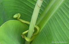 Trimeresurus insularis