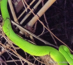 Trimeresurus insularis