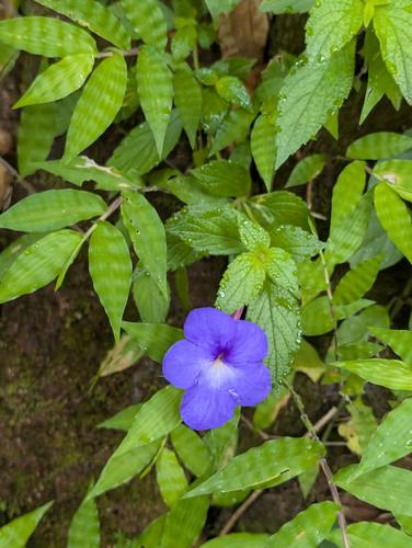 Cupid's bower (Achimenes longiflora)