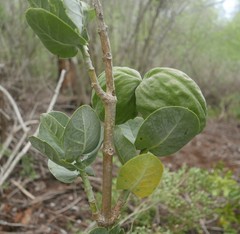 Calotropis procera image