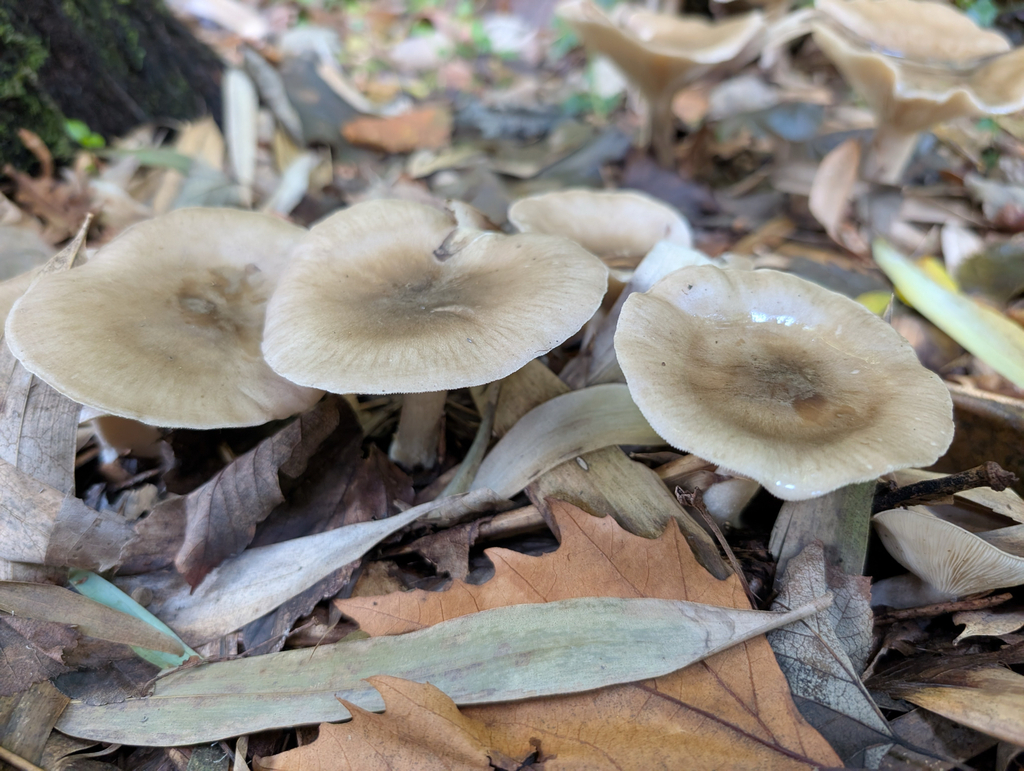 Clitocybe nebularis · December 2025 · photo: © pmgaspar (iNaturalist, cc-by)