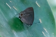 Strephonota ambrax