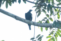 Gymnoderus foetidus