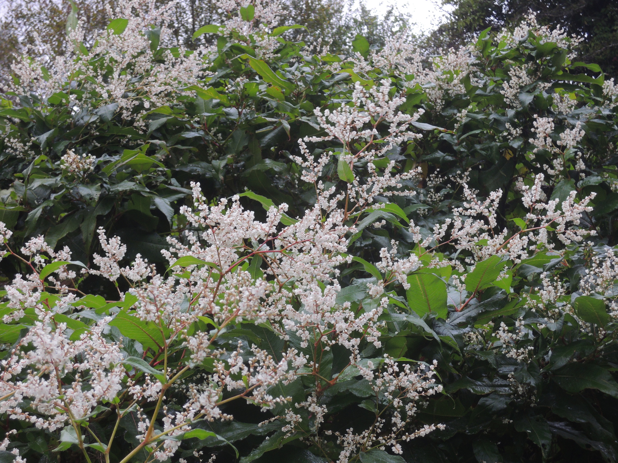 Himalayan Knotweed (Koenigia polystachya)