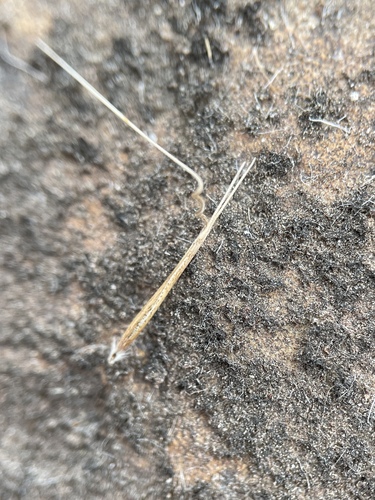 Fork-tip Three-Awn (Aristida dichotoma)