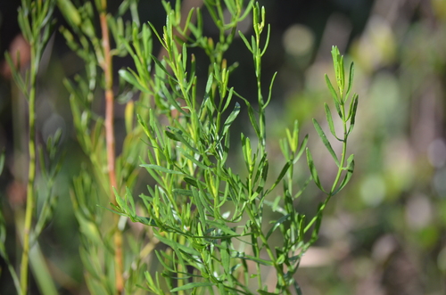 Baccharis angustifolia, photograph 6