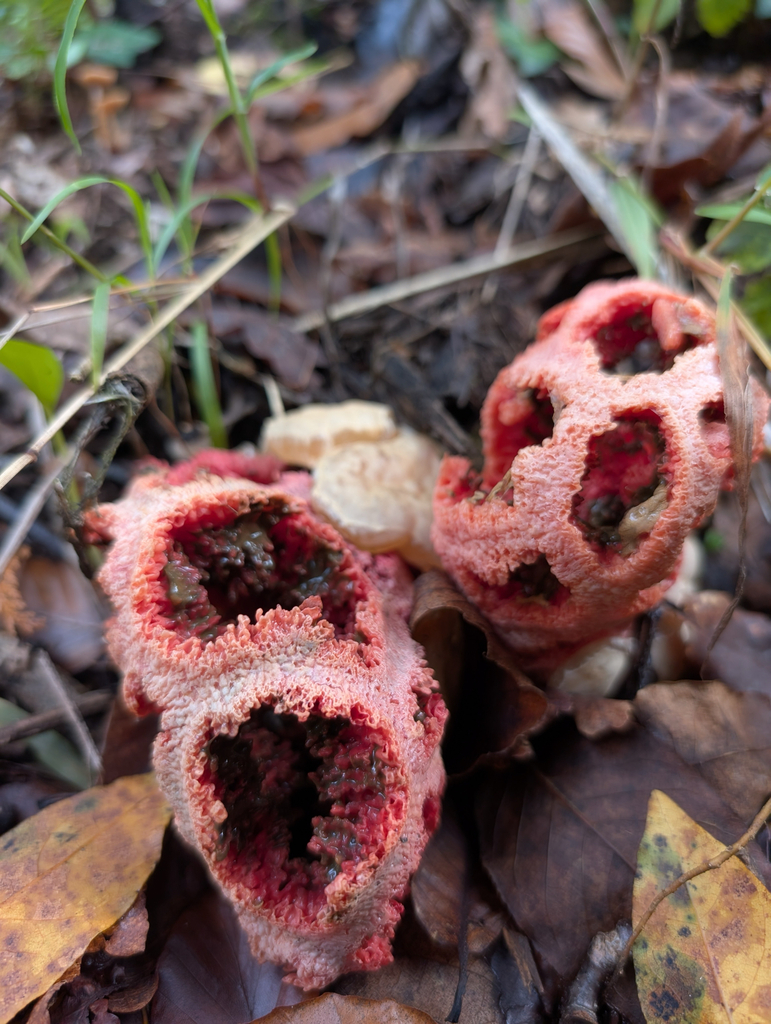 Clathrus ruber · December 2025 · photo: © pmgaspar (iNaturalist, cc-by)