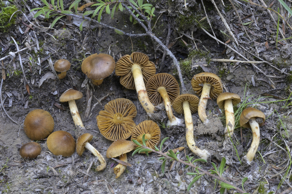 Cortinarius sp. 'Akaroa'