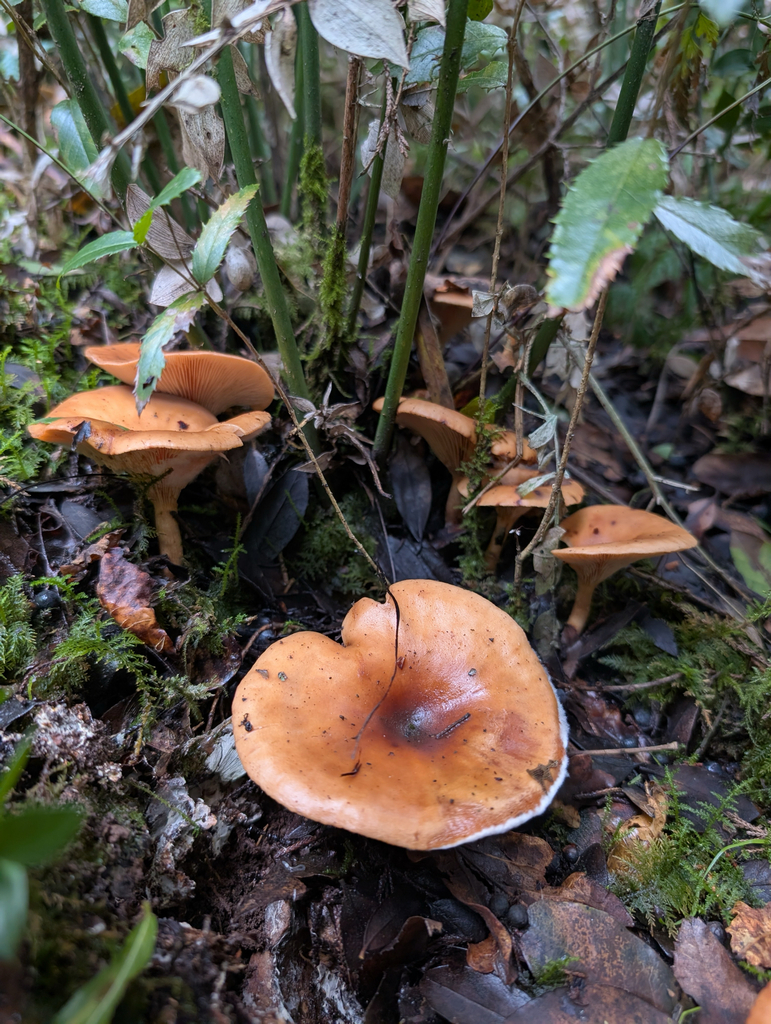 Paralepista flaccida · December 2025 · photo: © pmgaspar (iNaturalist, cc-by)