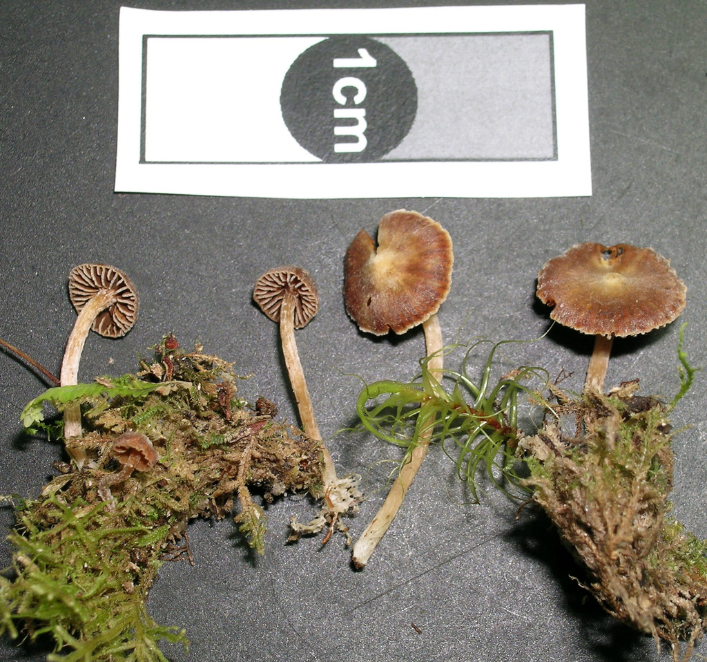 Cortinarius sp. 'Alborn'