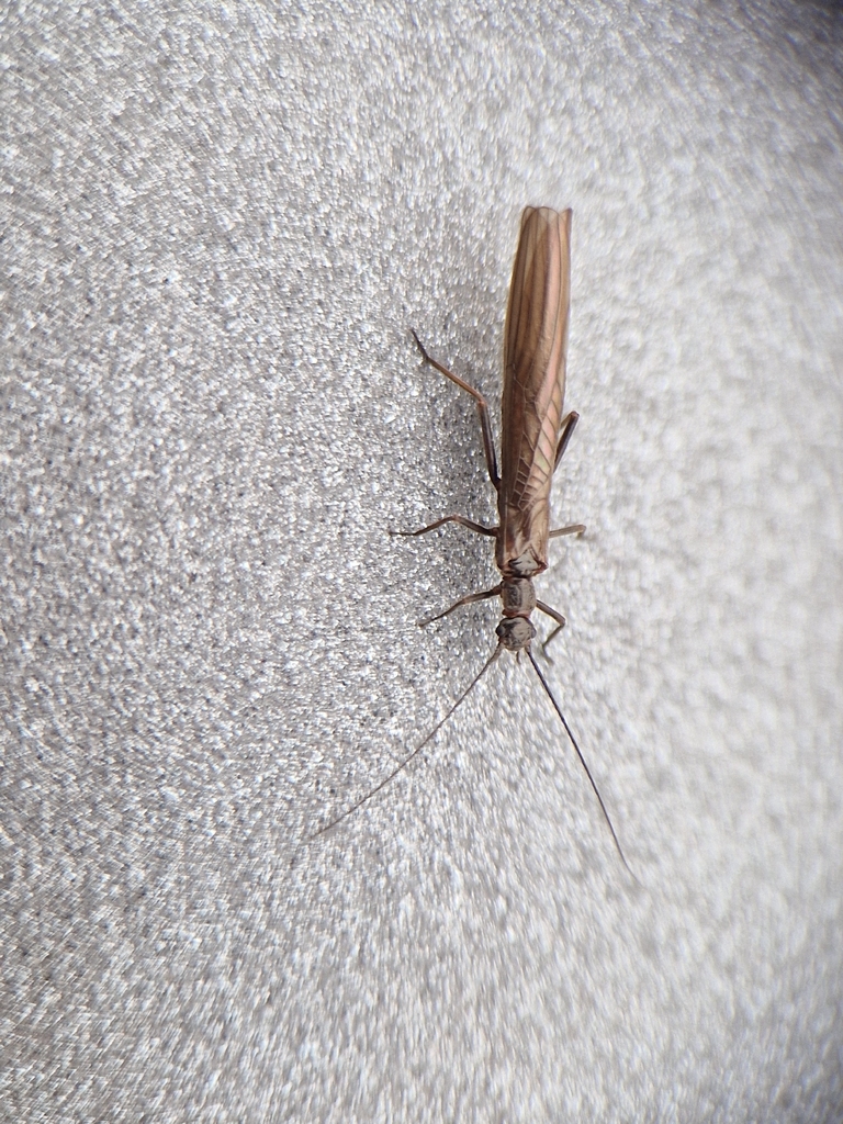 Leuctra aurita