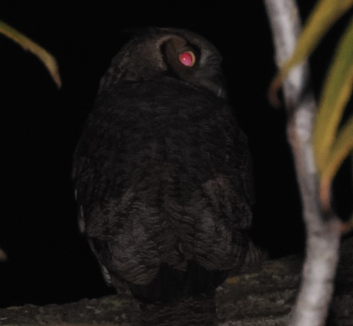 View observation of {o.common_name} on iNaturalist