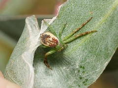 Australomisidia ergandros