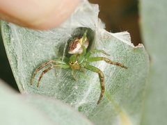 Australomisidia ergandros