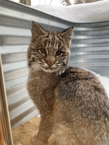 Bobcat photographed in Minnesota