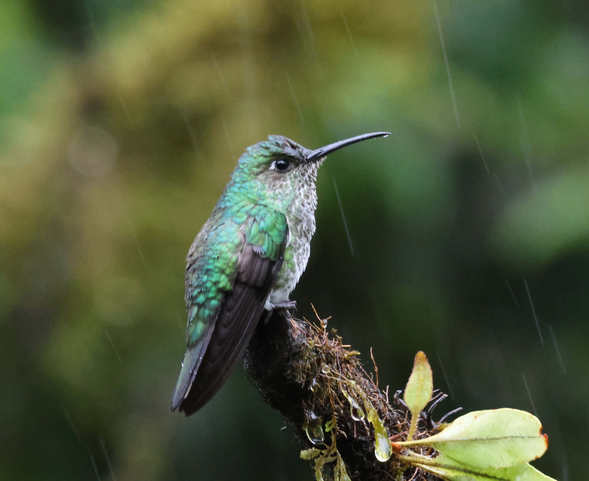 Many-spotted Hummingbird (Taphrospilus hypostictus), photo 3