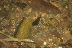 Semisulcospiridae