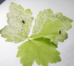 Phytomyza tiarellae