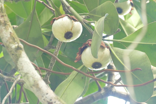Clusia grandiflora, photograph 5