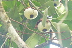 Clusia grandiflora, photograph author not stated, no rights reserved