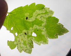 Phytomyza tiarellae